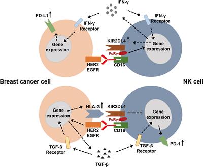 Roles of HLA-G/KIR2DL4 in Breast Cancer Immune Microenvironment